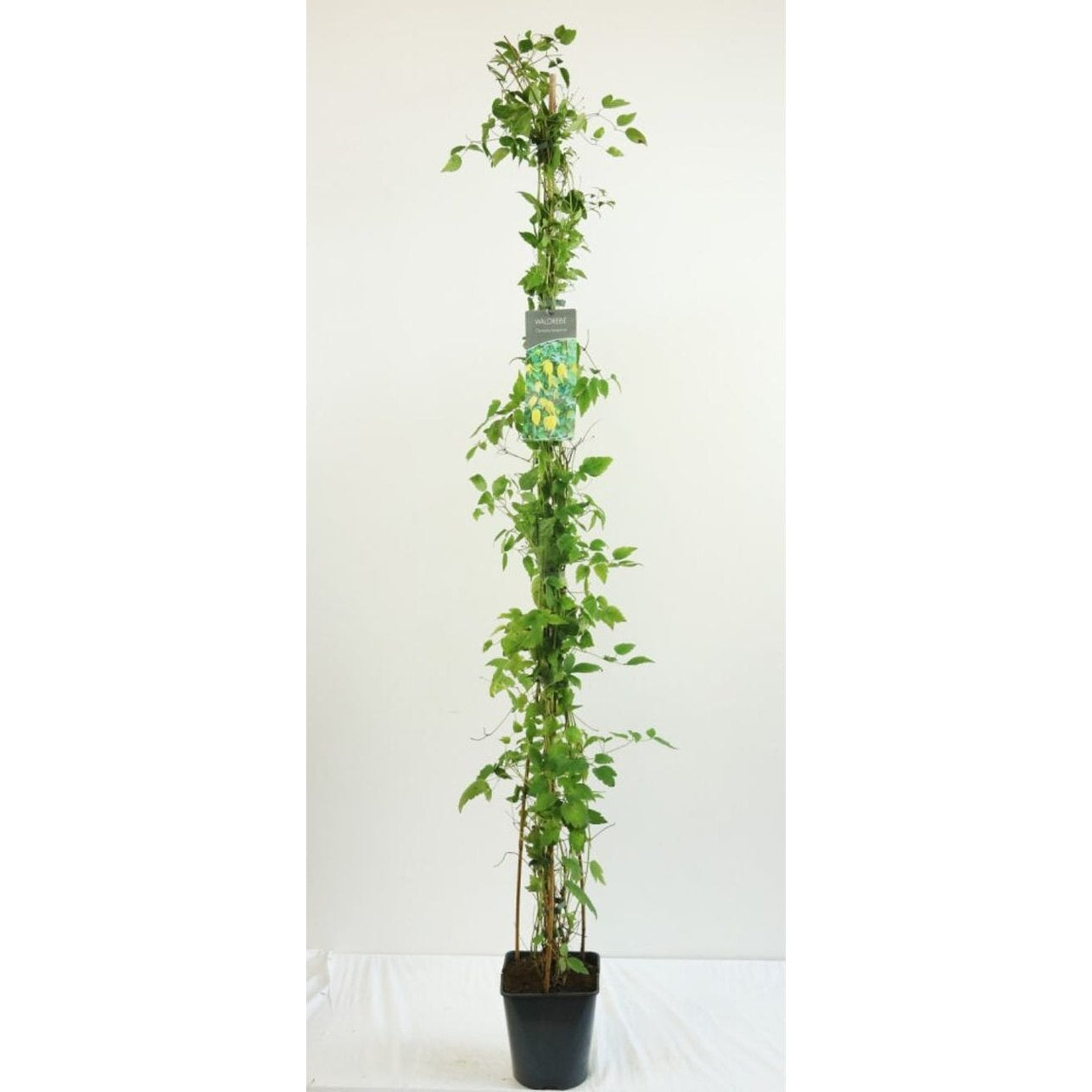 Klematis – Clematis tangutica - C5 125-175 CM Stick